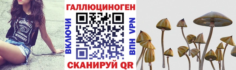 купить   Истра  Псилоцибиновые грибы MAGIC MUSHROOMS 